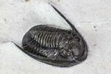 Cornuproetus Trilobite Fossil - Morocco #107058-2